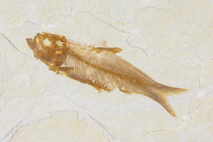 Fossil Fish (Knightia) - Wyoming #109978